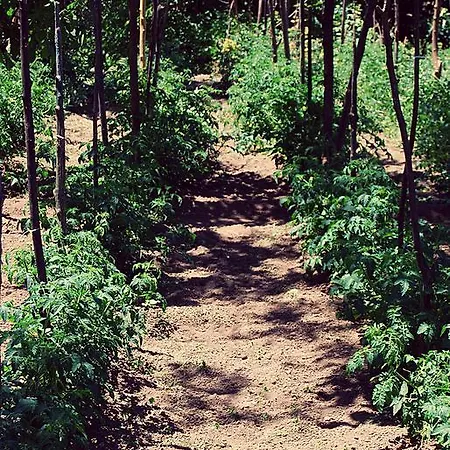 Res Rustica Agroturismo Lettere